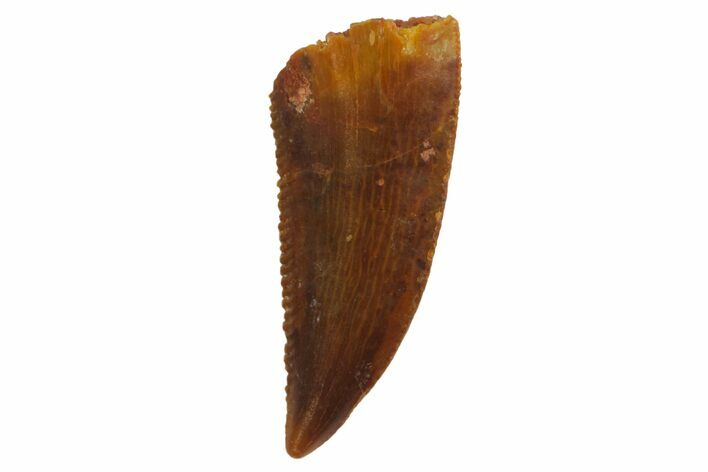 Serrated, Raptor Tooth - Real Dinosaur Tooth #135170